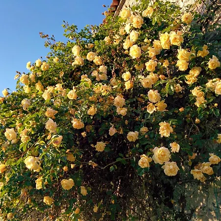 La Corte Sul Daire *